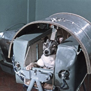 Laika, the world's first cosmonaut