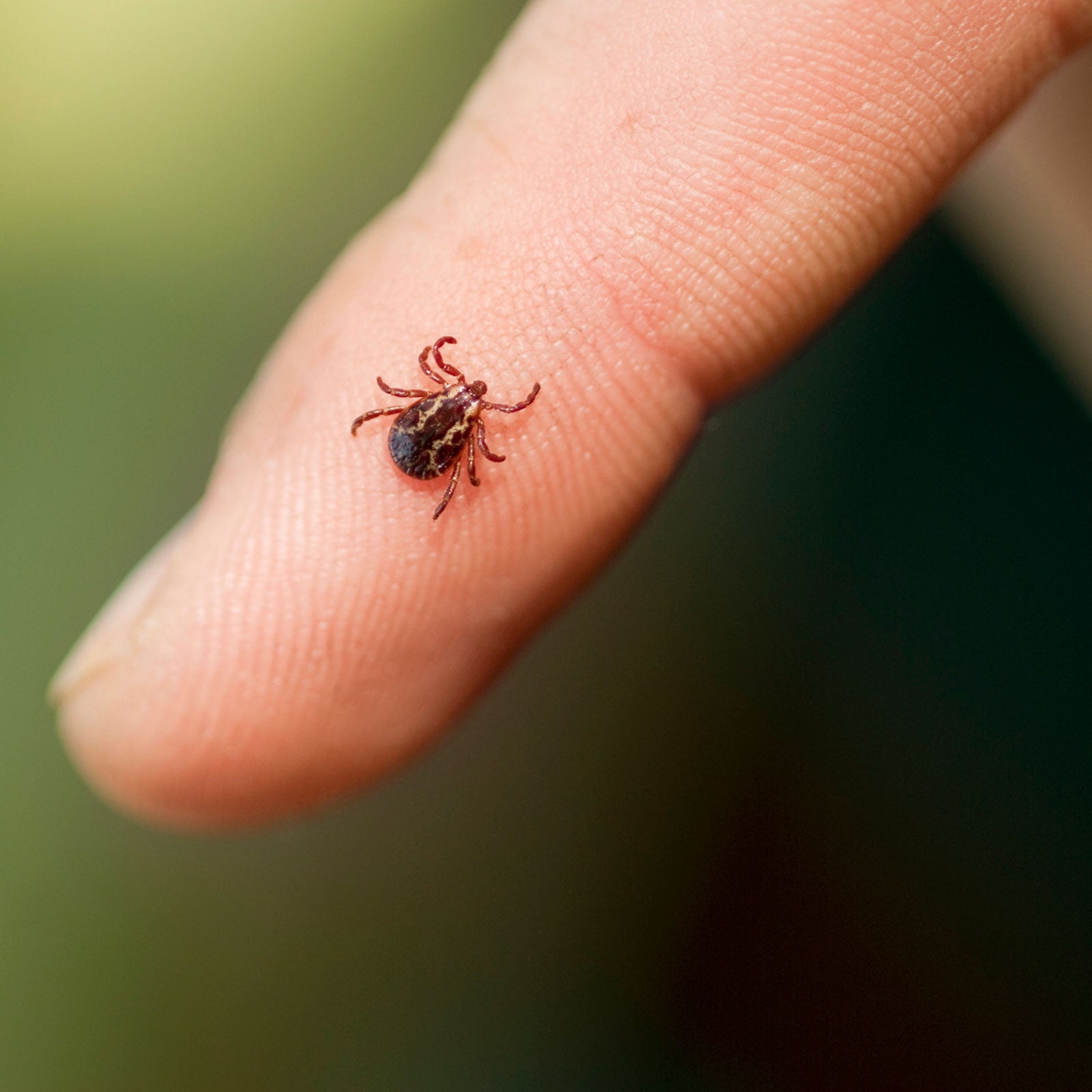 Before you go out into the woods, ake sure you know how to prevent and remove ticks.