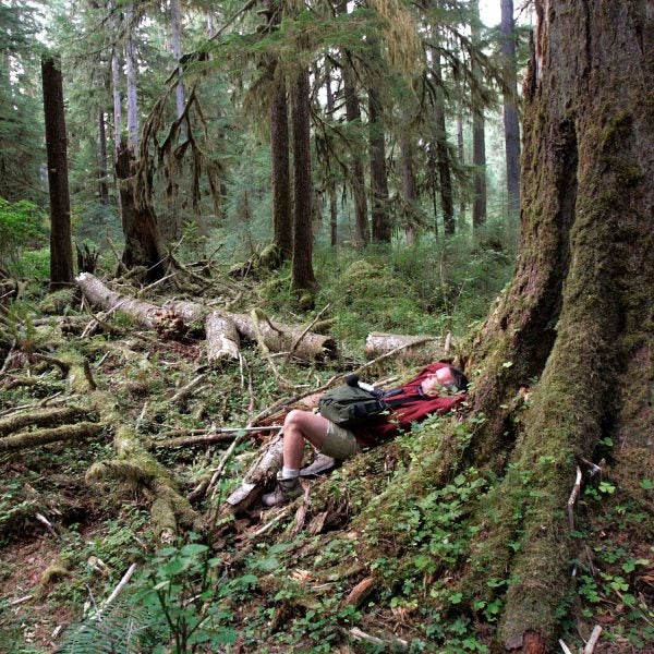 Gordon Hempton listening to the sounds of the Hoh Rainforest in 2006