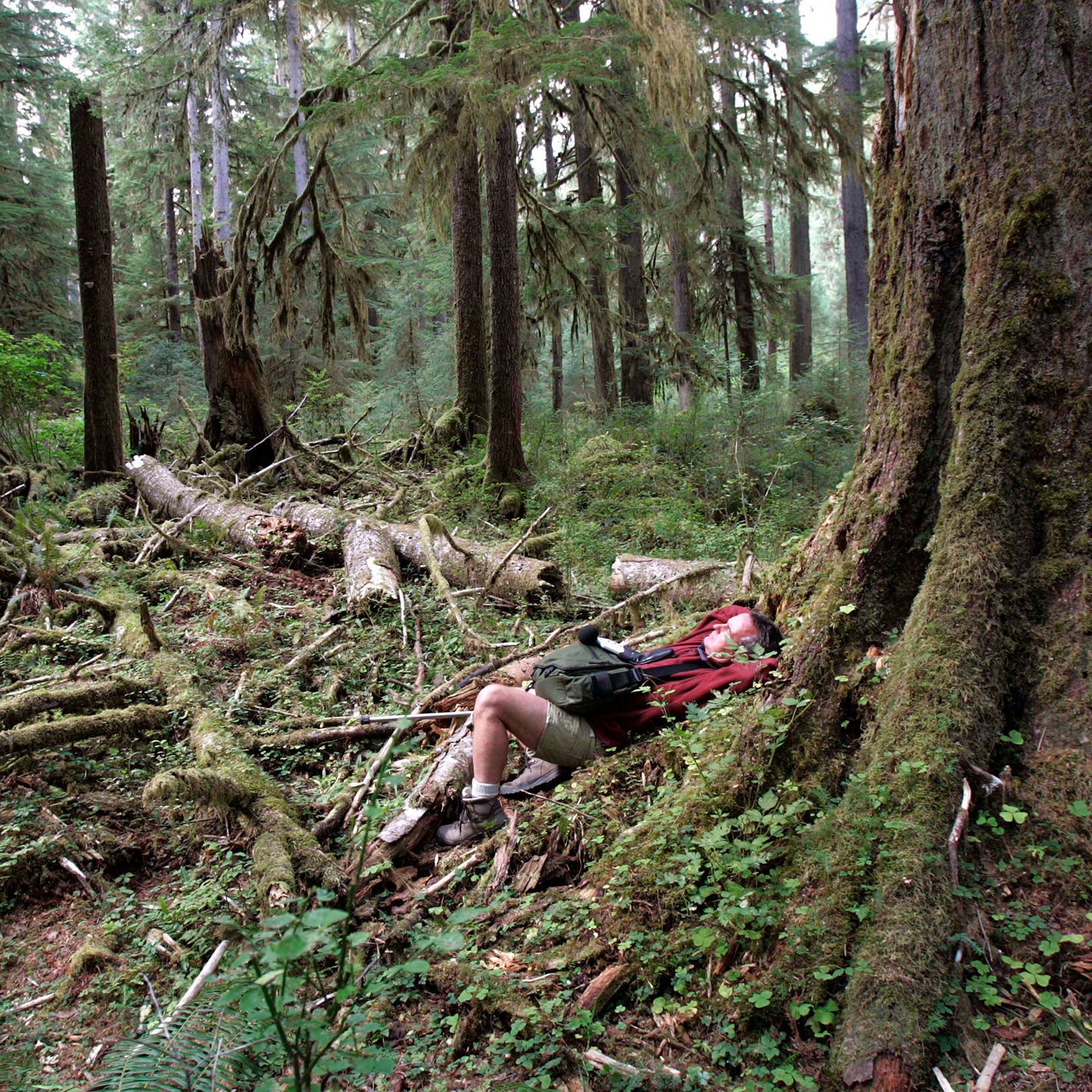 Gordon Hempton listening to the sounds of the Hoh Rainforest in 2006