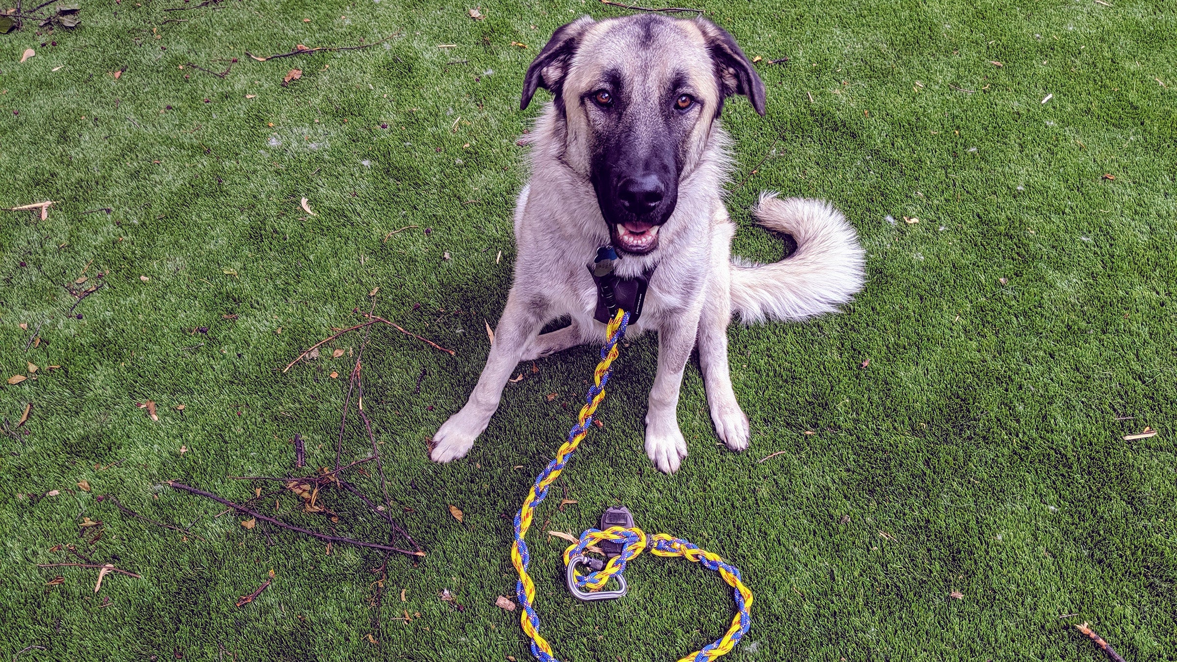 Make the Ultimate Dog Leash in 15 Minutes