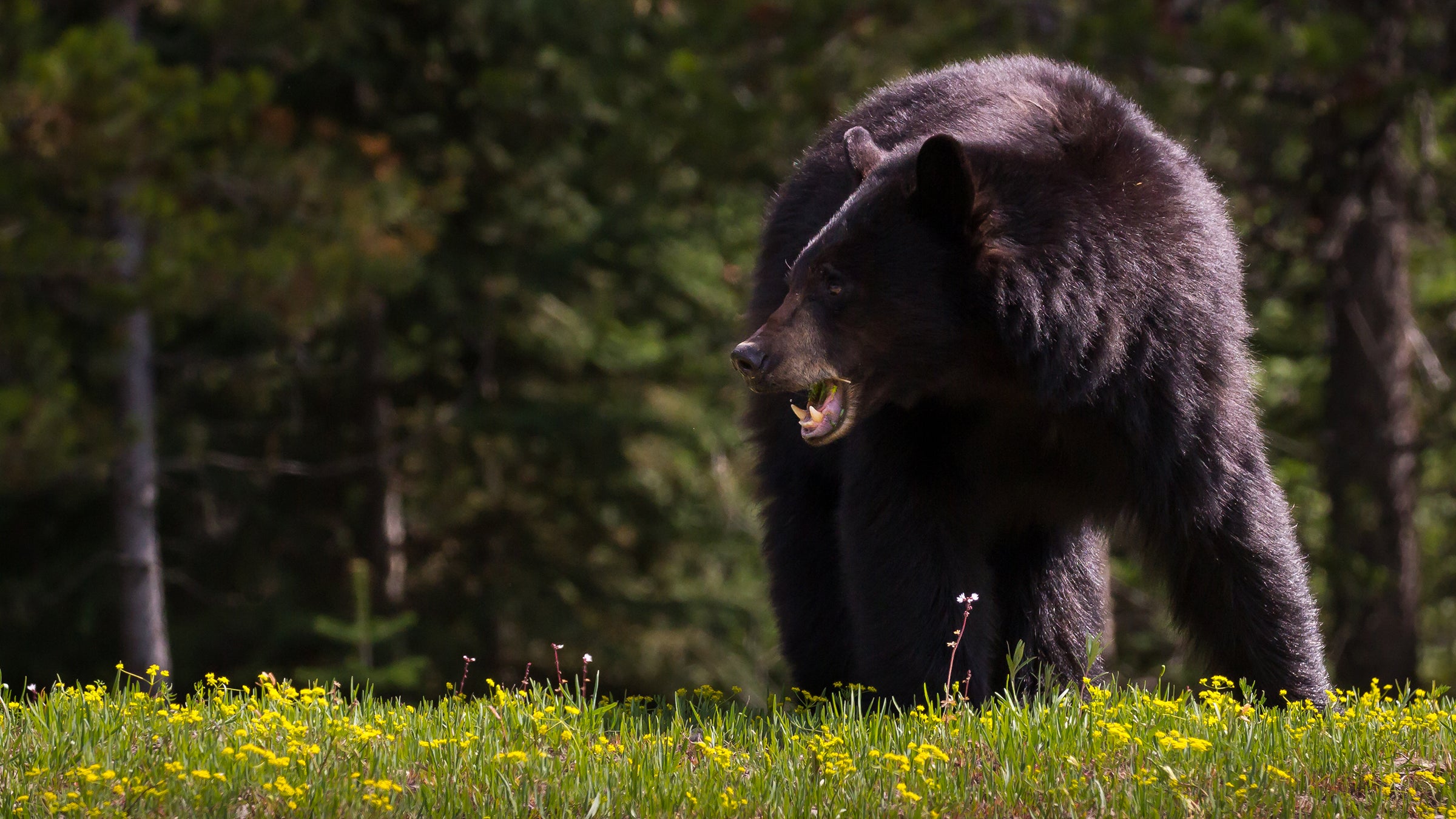 When Muscle Bears Attack