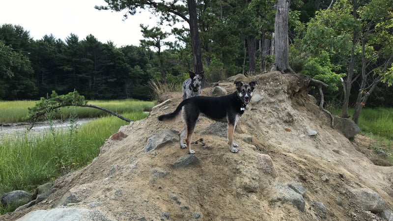 how do you introduce an old dog to a new home