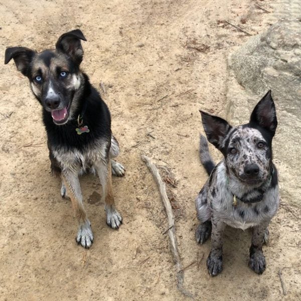 Your dogs have emotions. When a new friend comes home, keep these things in mind.