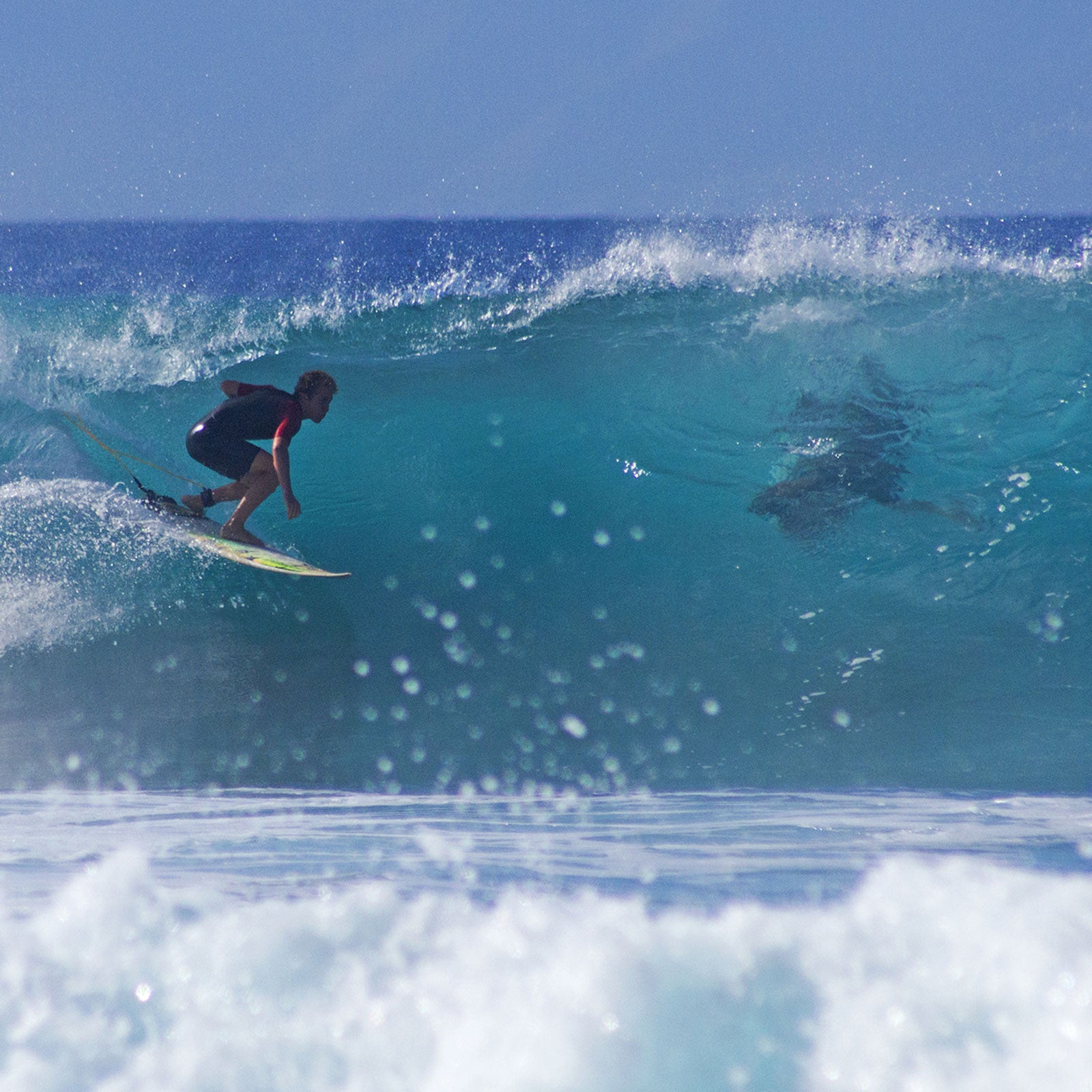 Sharks and surfers: a peaceful union