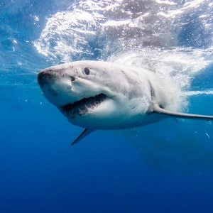 This episode investigates the extreme reactions we have to living alongside one of the world’s most terrifying predators.