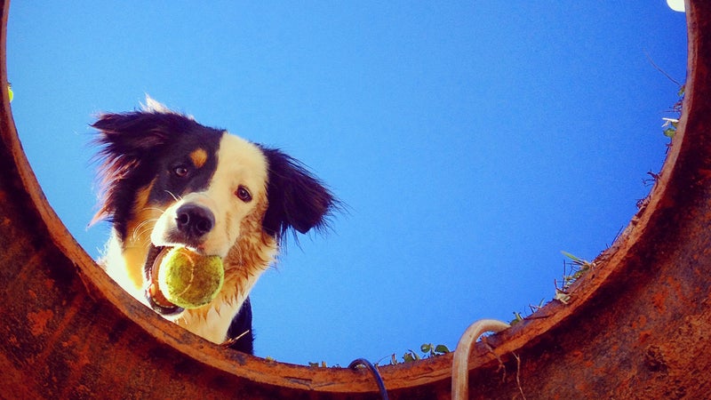 Dog in national park