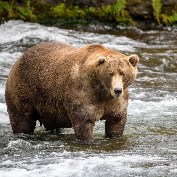 It’s the actors who are running the show: six rotund, gleaming brown bears.