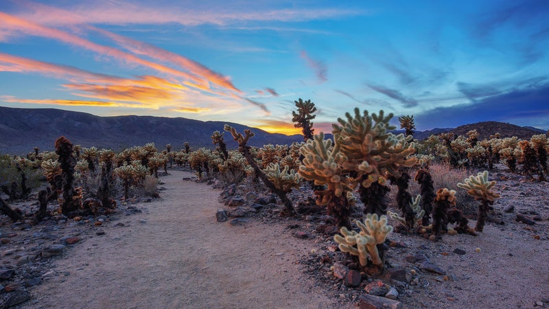 Joshua Tree National Park Guide