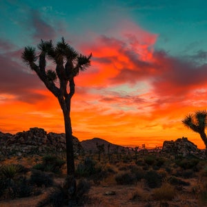 Joshua Tree Sunset