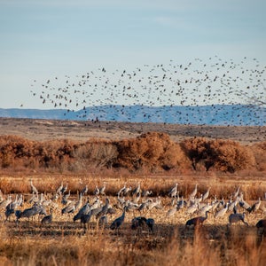 Bird Watching Festival