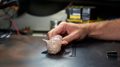 A new species of Snailfish