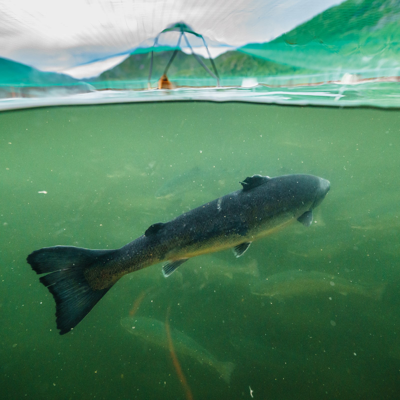 US’s hatchery programs and their millions of fishy offspring are not saving salmon, but unwilding them.