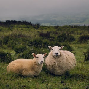 The story of flannel begins—like most great things—with sheep.