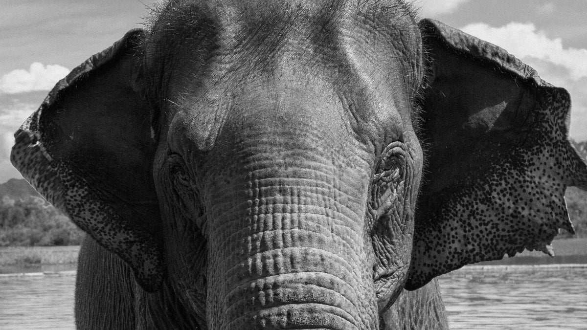 Top 26 How Much Does A Baby Elephant Cost All Answers - Chewathai27