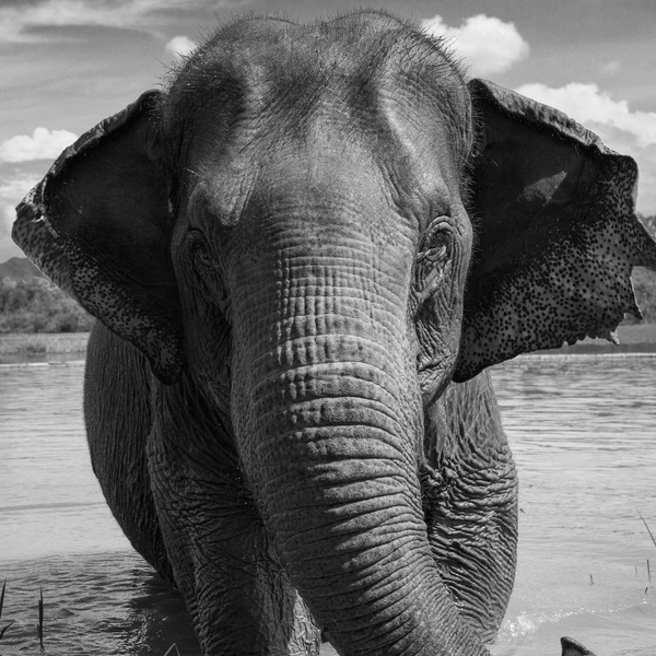 I Bought an Elephant to Find Out How to Save Them - Outside Online