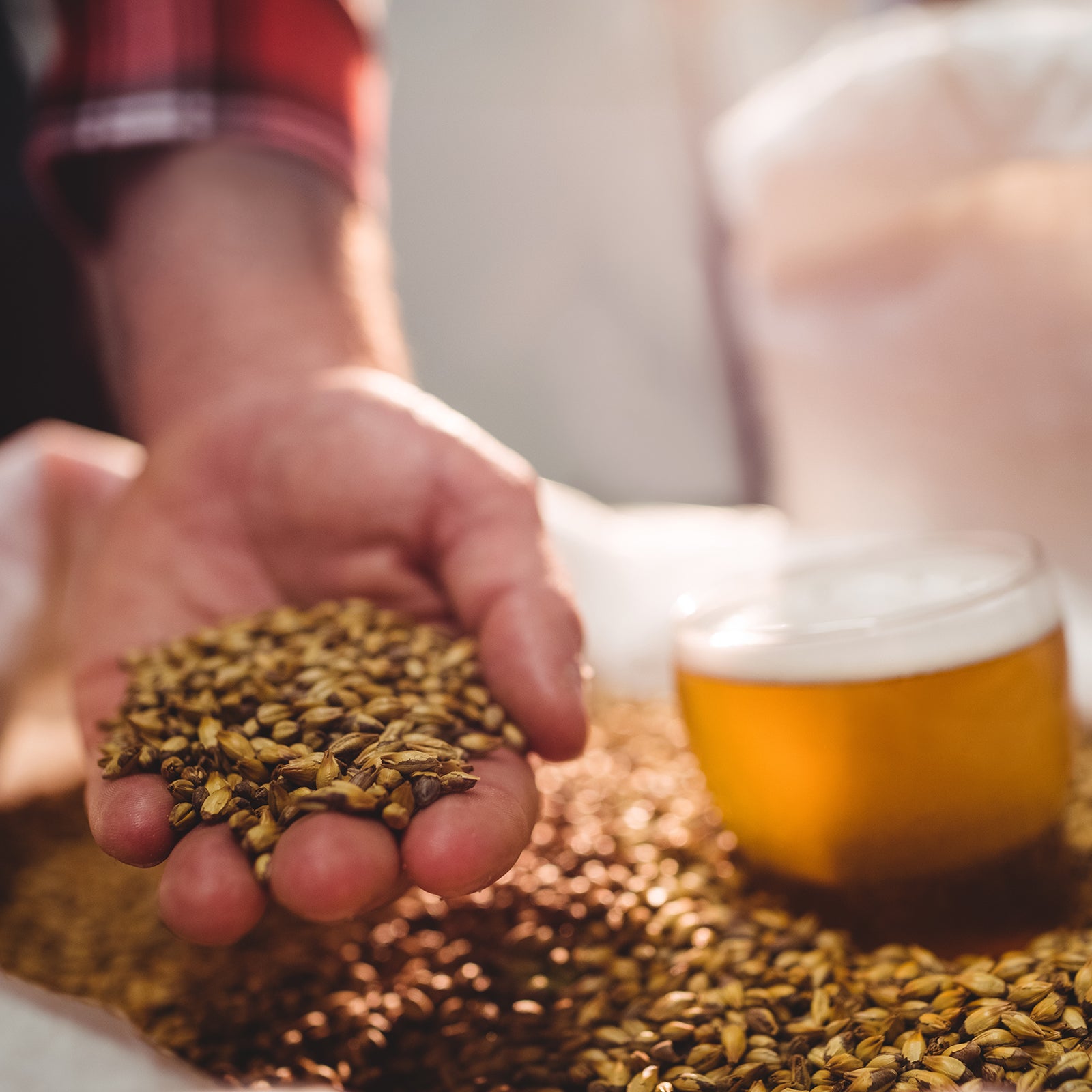 Barley and beer