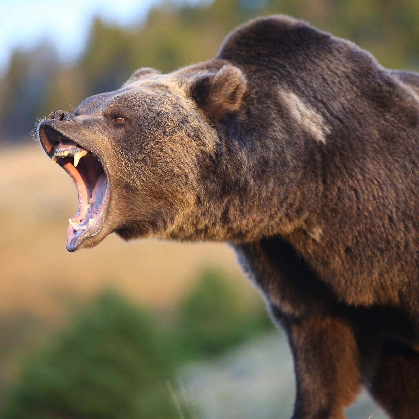 Menacing grizzly