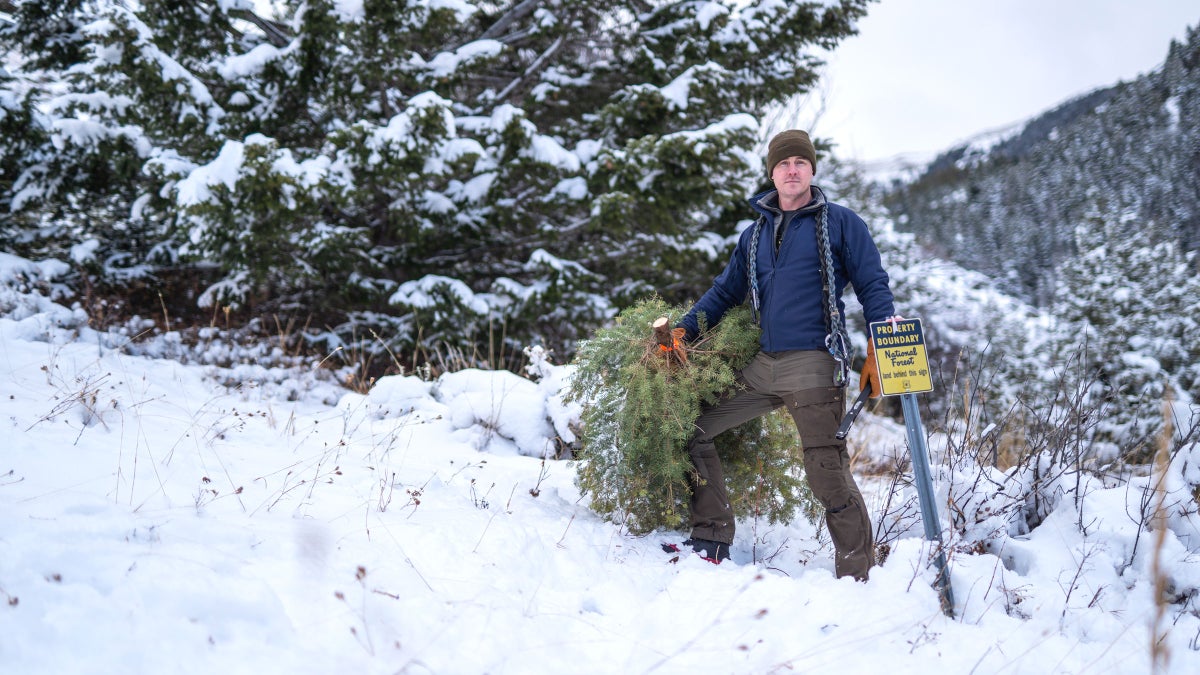 How to Harvest Your Own Christmas Tree Outside Online