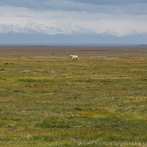 Arctic National Wildlife Refuge