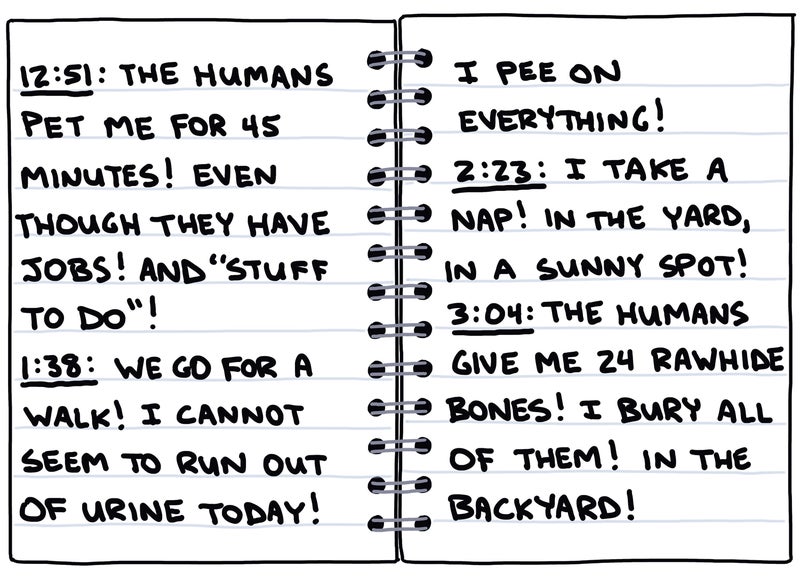 my dog's perfect day