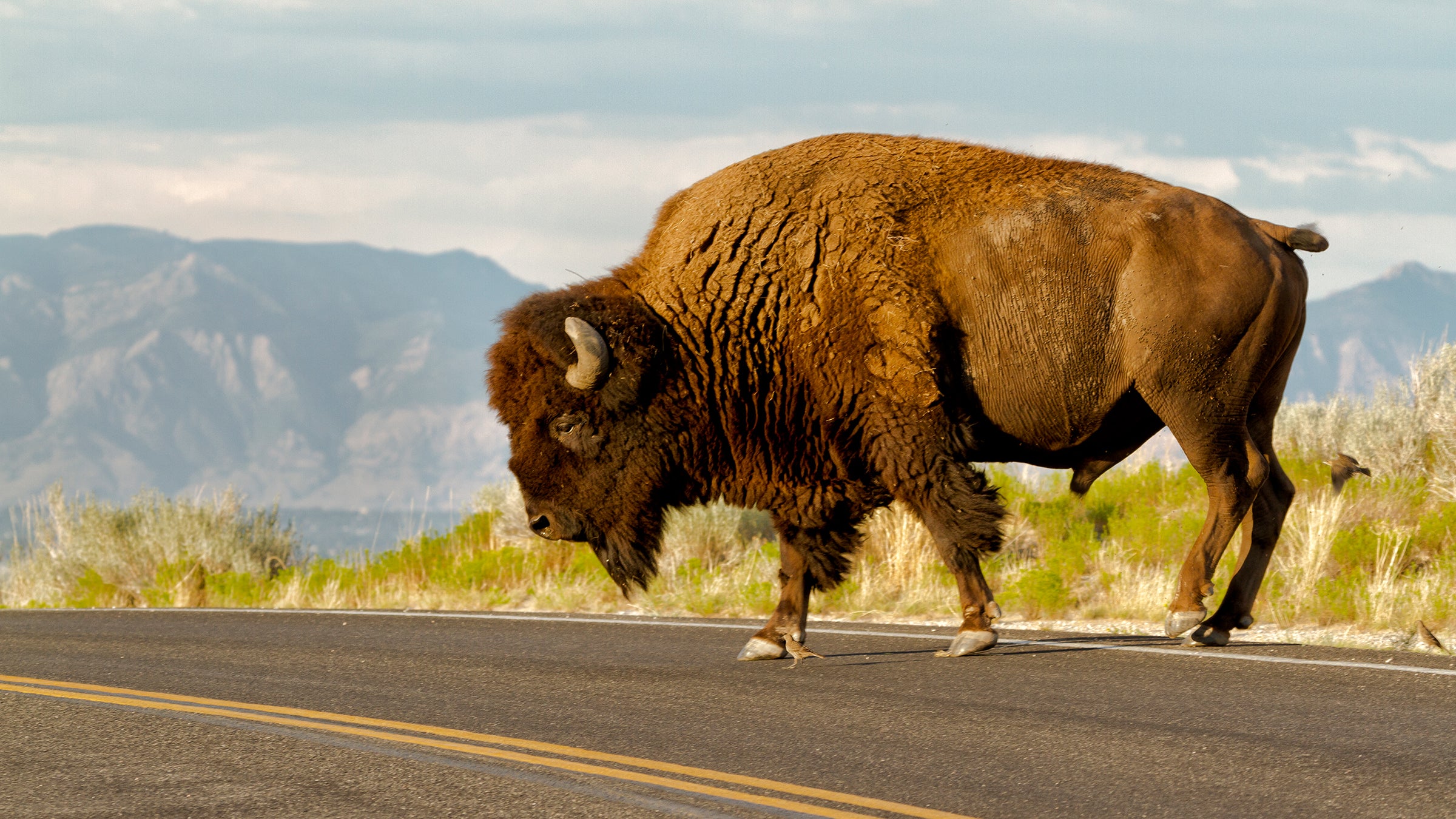 Two Bison Attacks, One Harrowing Date - Outside Online