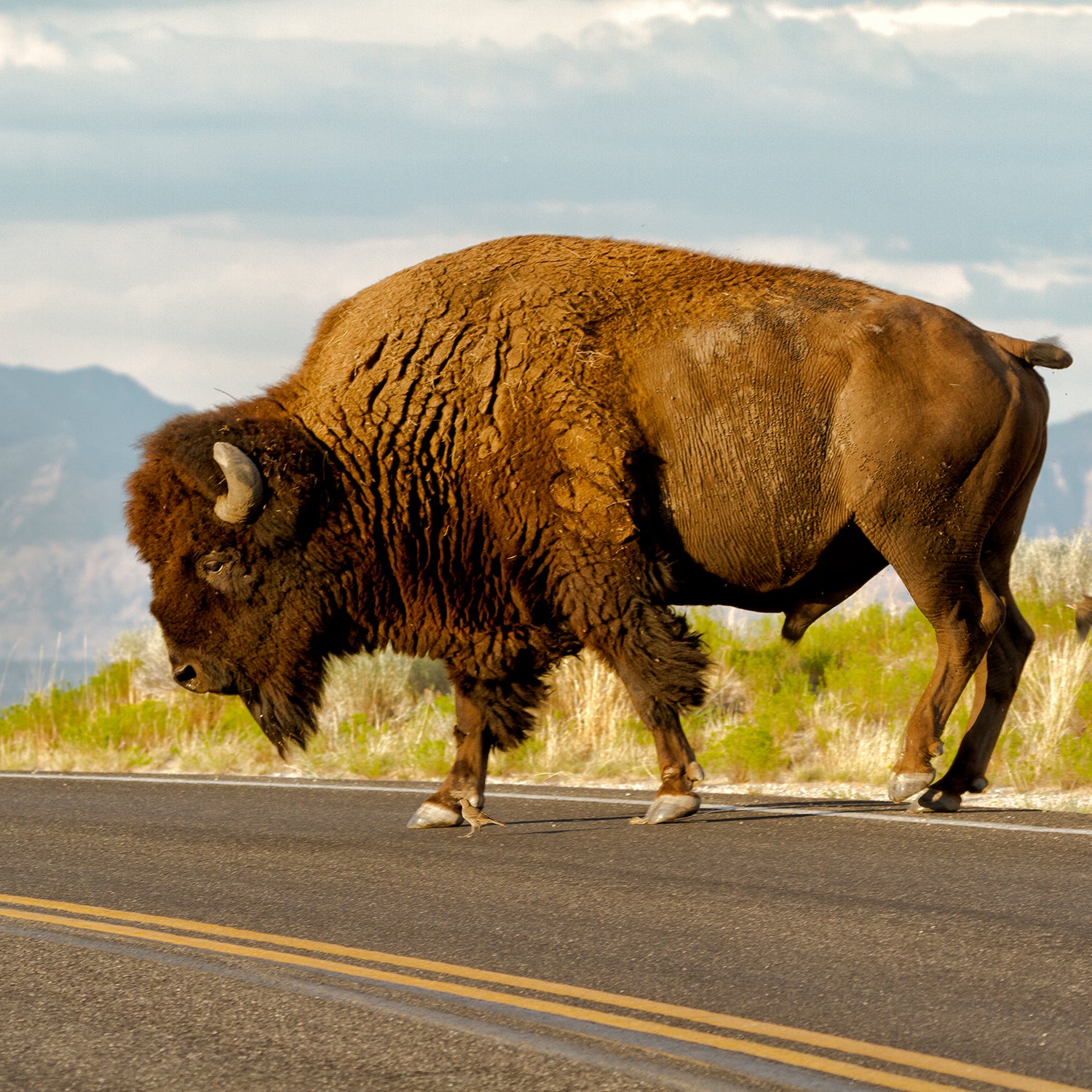 An American bison crosses the road in Antelope Island State Park.
