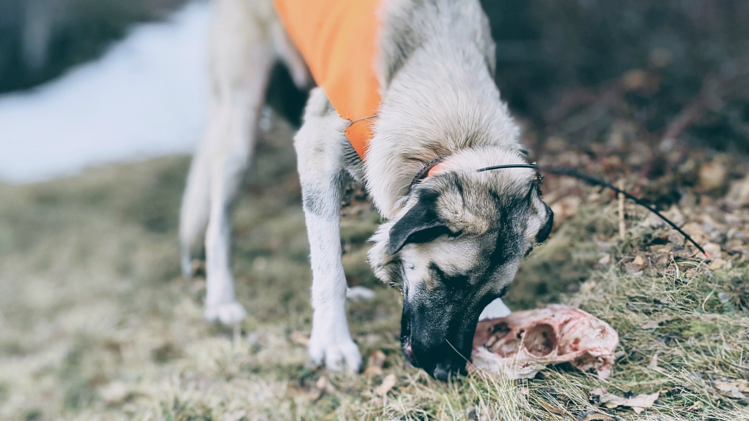 Can You Give Your Dog Away