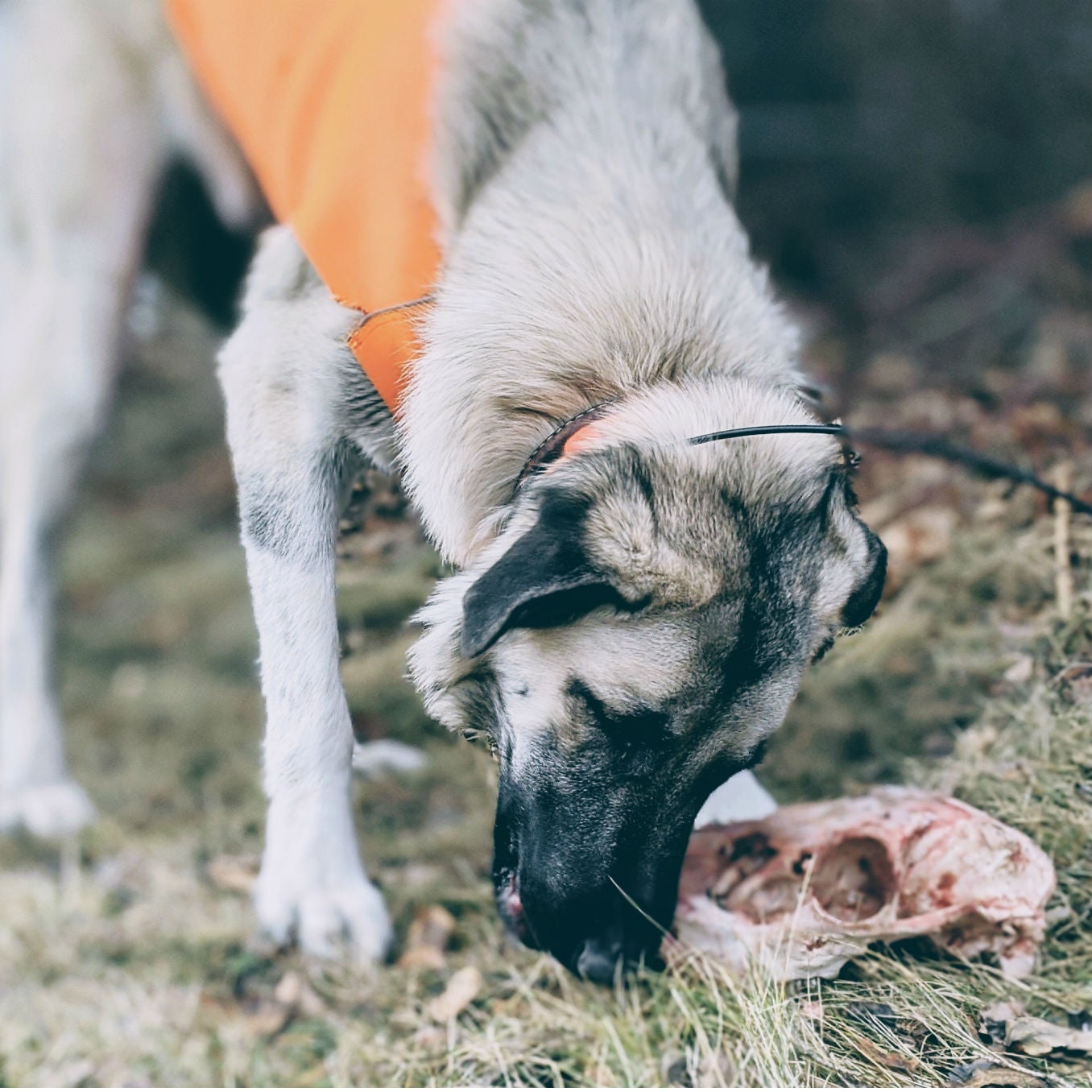 Teddy gnawing on a deer skull. Am I worried about this? Dogs have short, acidic digestive tracks that specifically evolved to handle food-borne pathogens. Chronic Wasting Disease has only just started to turn up in Montana, and is not thought to infect dogs or humans. Just spending some time learning about stuff like this is the responsible thing to do, and will save you a whole lot of worry.