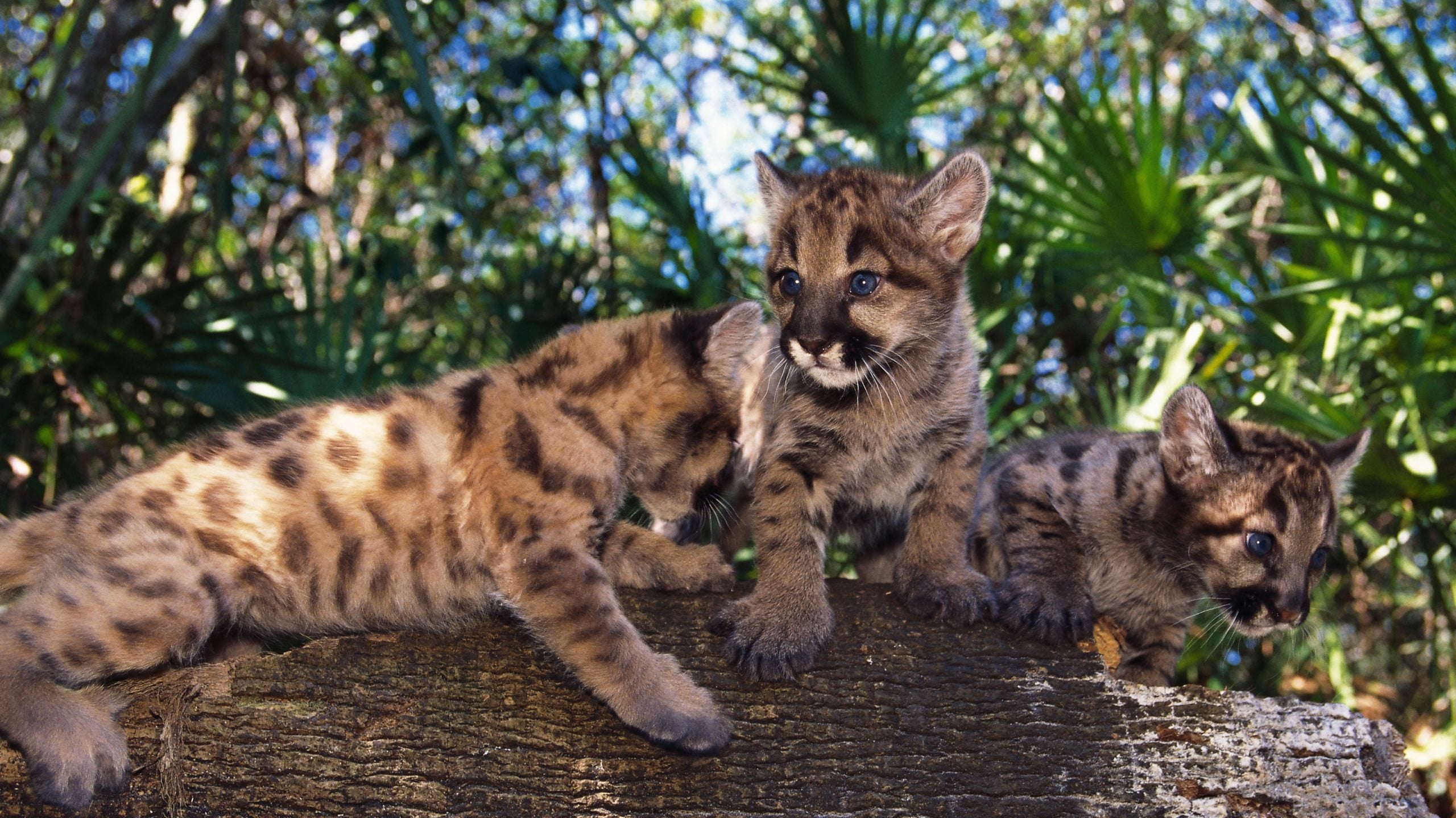 Endangered Florida Panthers