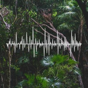 As it turns out, the best way to track people who are cutting down trees is sound.