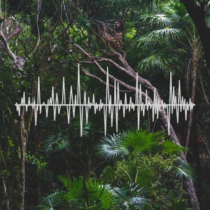 As it turns out, the best way to track people who are cutting down trees is sound.