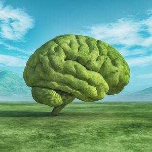 human brain on a green field