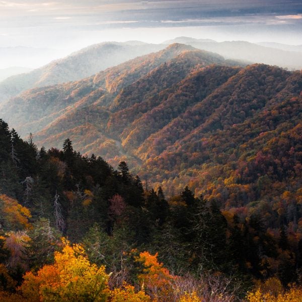 Smokies