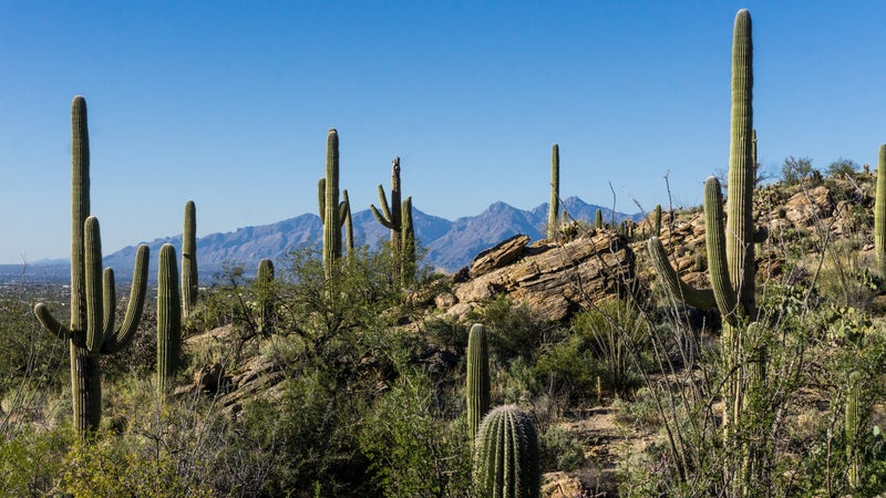 Saguaro East District