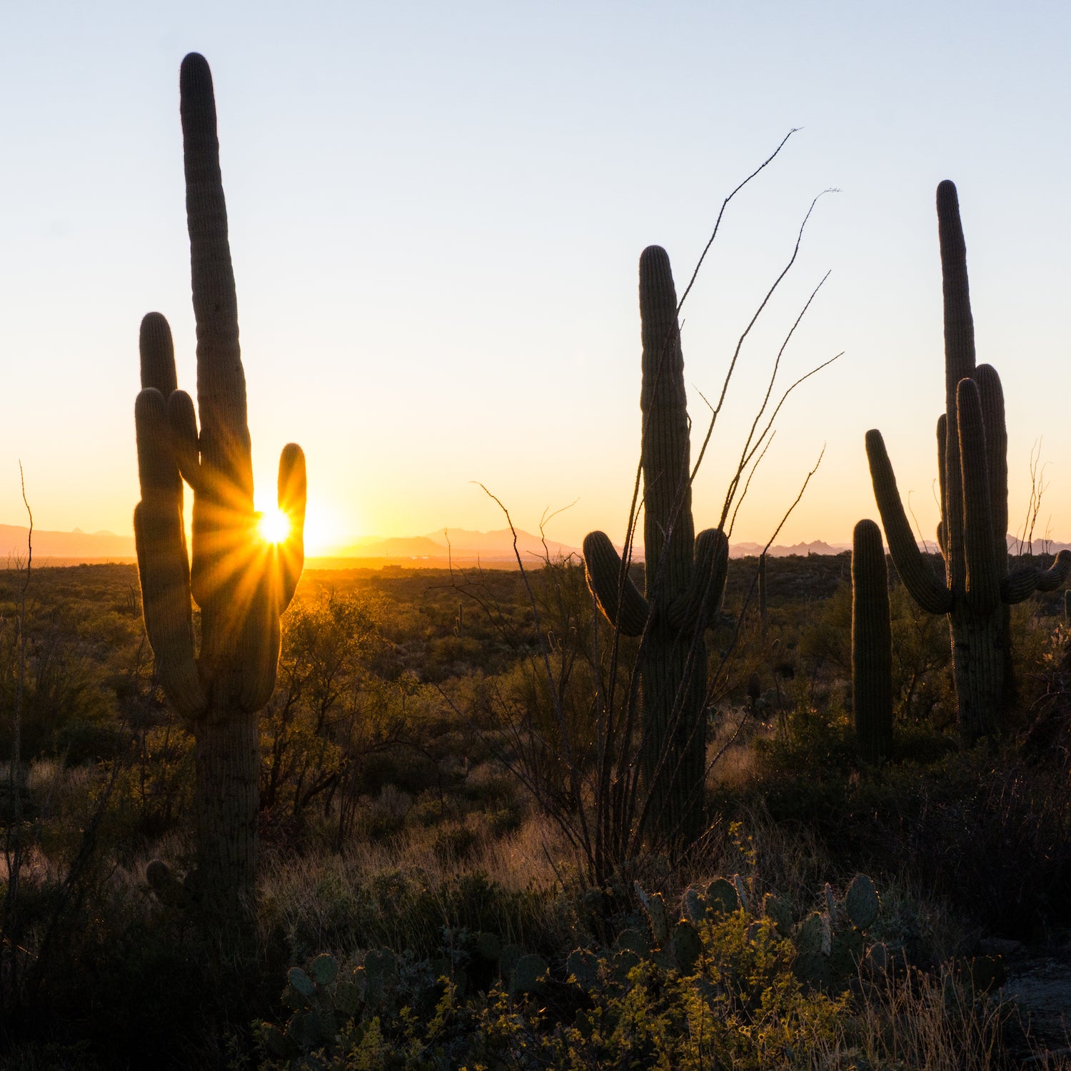 Javelina Rocks