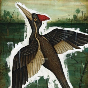 The Ivory-Billed Woodpecker