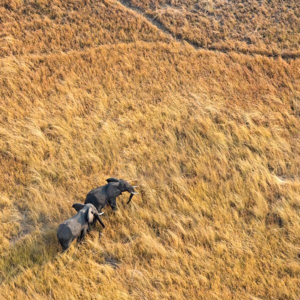 Elephants