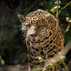 American jaguar in the nature habitat of brazilian jungle