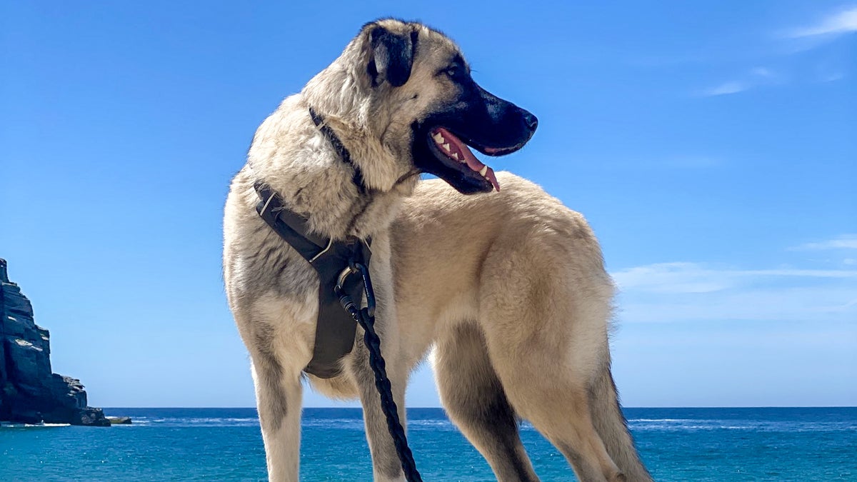 Are Shock Collars Bad For Dogs Neck