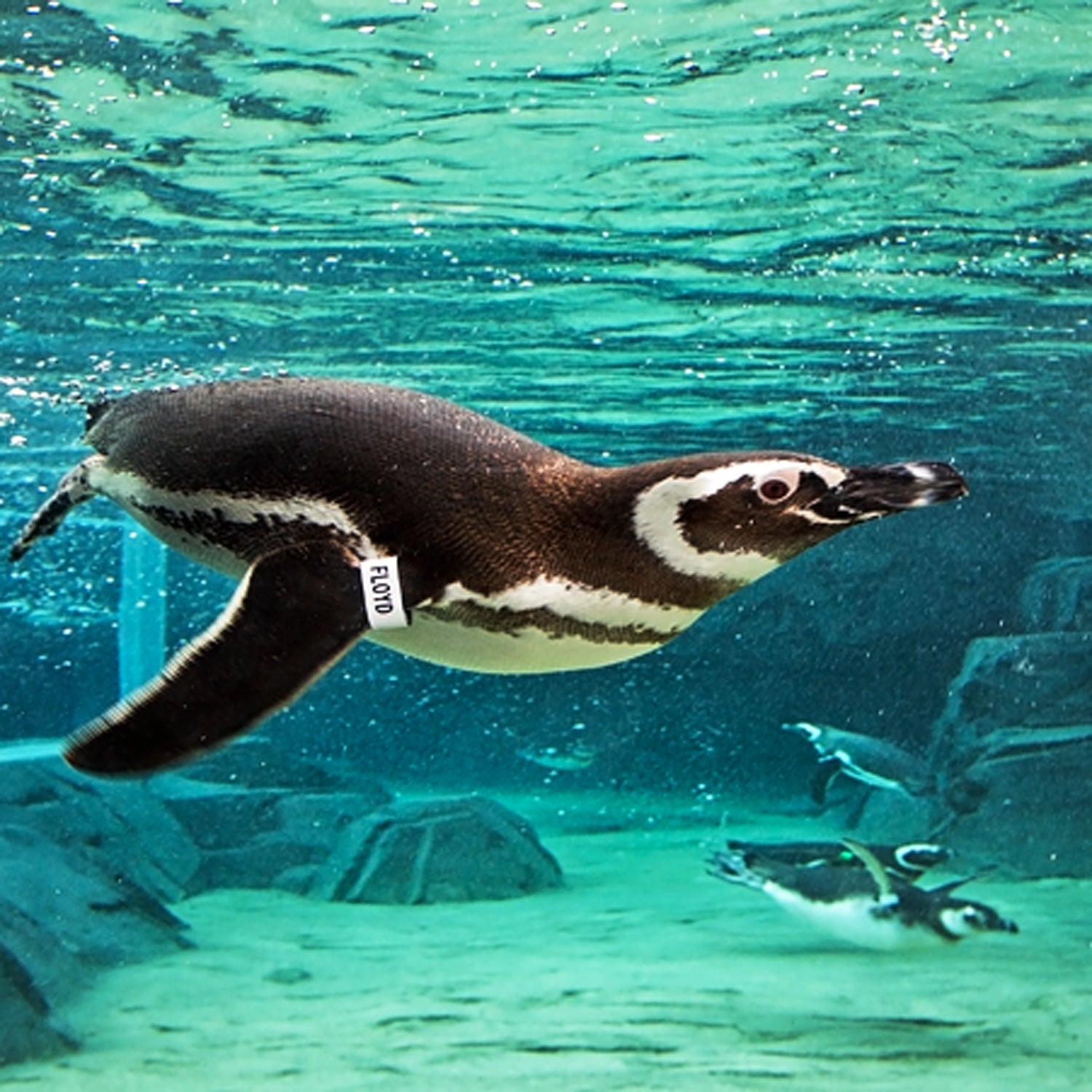 A screenshot from an Aquarium of the Pacific webcam of a penguin swimming