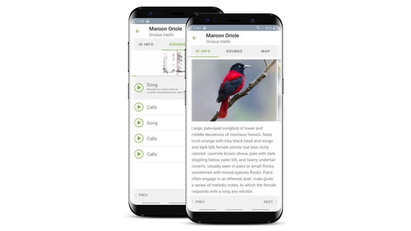 For birding