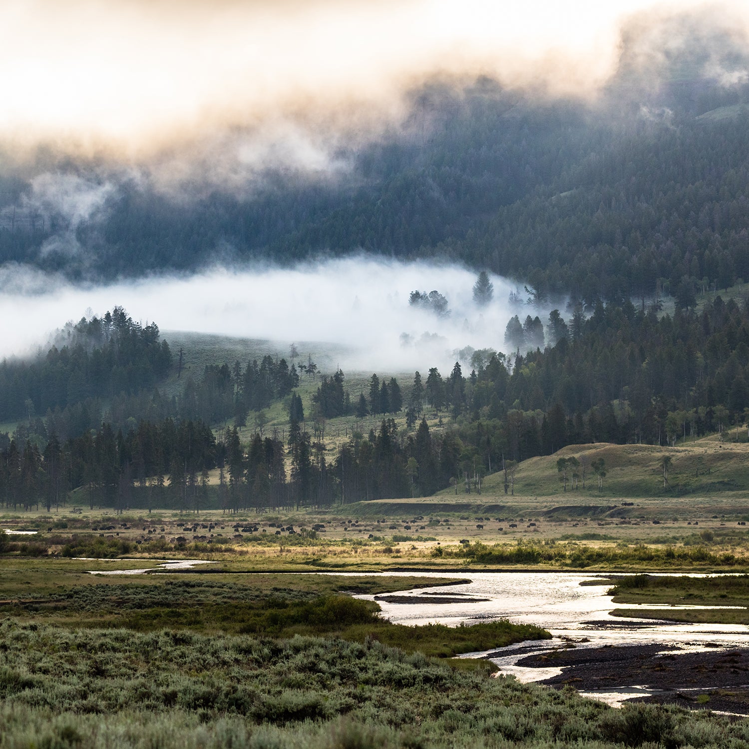 Bison roam Yellowstone's Lamar Valley.