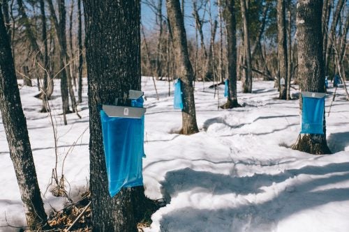Making syrup