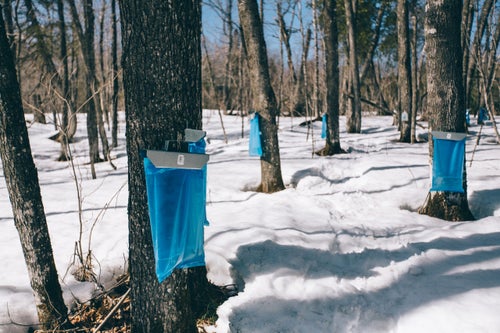 Making syrup
