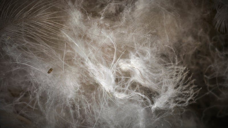 In the foreground, those chaotic little clusters are true down. You can see a feather, for contrast, in the top left. And in the background, those puffy white clouds are the synthetic “scaffold.”