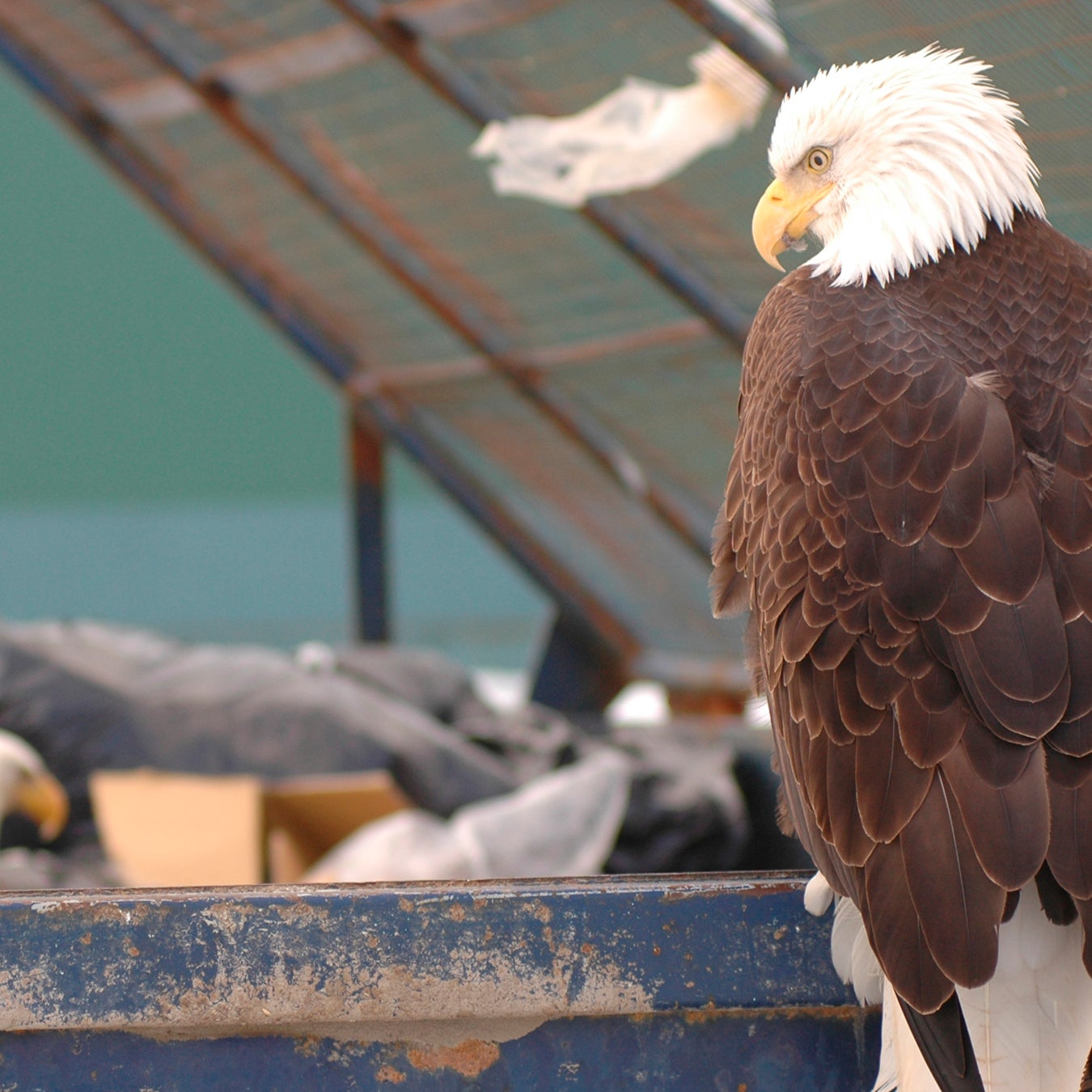 Bald eagles scavenge from a dumpster.