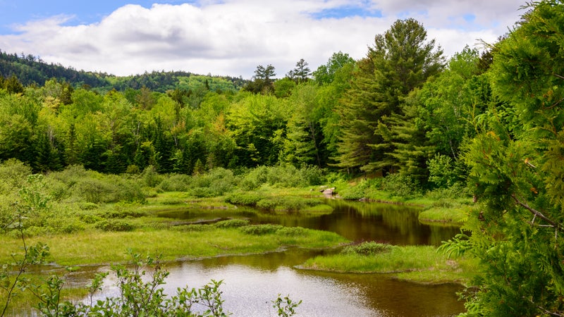 Maine North Woods