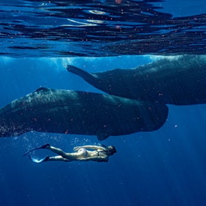Marine scientist Gaelin Rosenwaks with a mother and child sperm whale