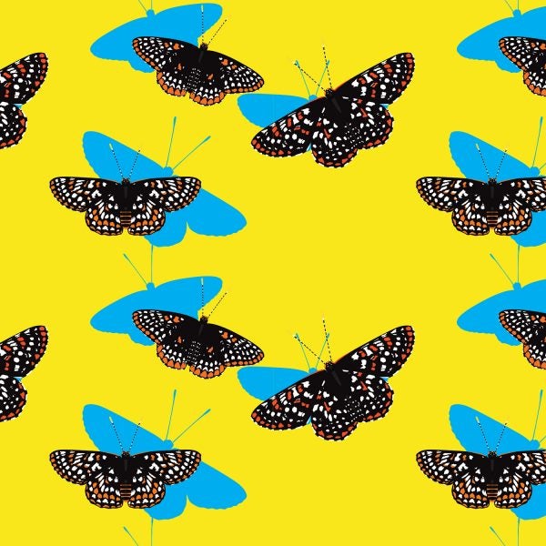 For many years, Checkerspot butterflies were thought to be “the entomological equivalent of homebodies.”